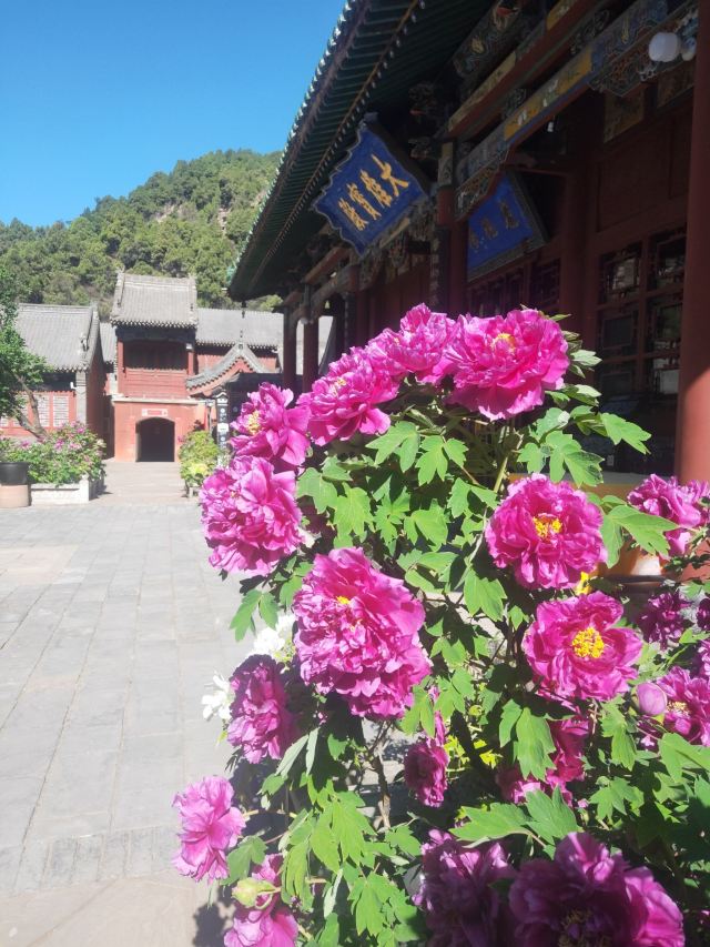 玄中寺旅行图片 1