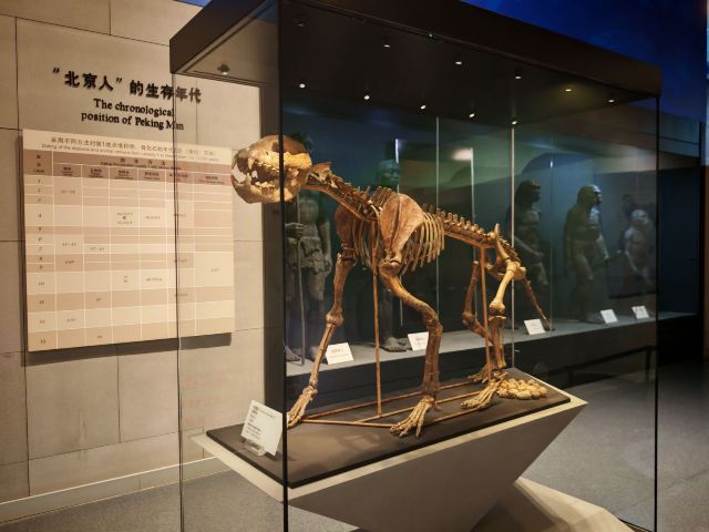 周口店遗址博物馆旅行图片 1
