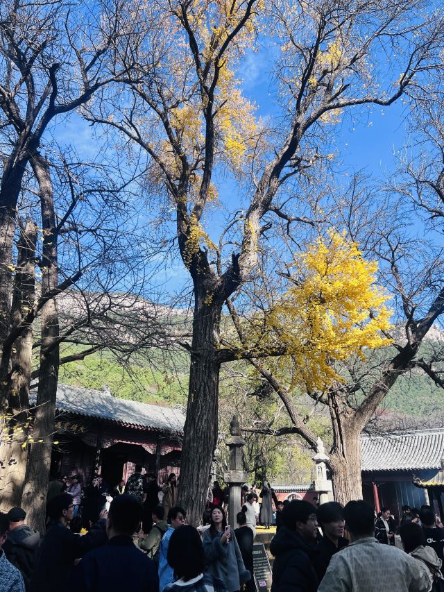 灵岩寺景区旅行图片 2