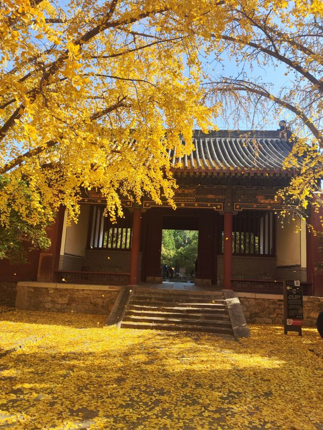 岱庙旅行图片 1