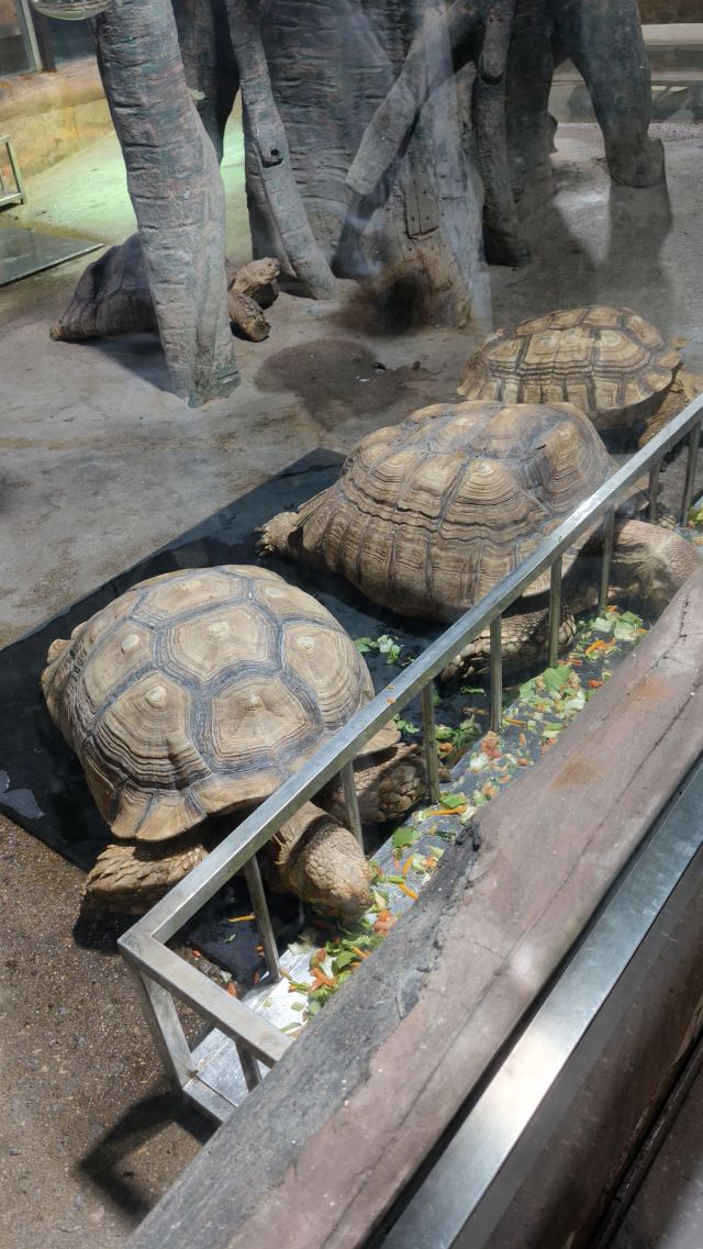 太原动物园旅行图片 1