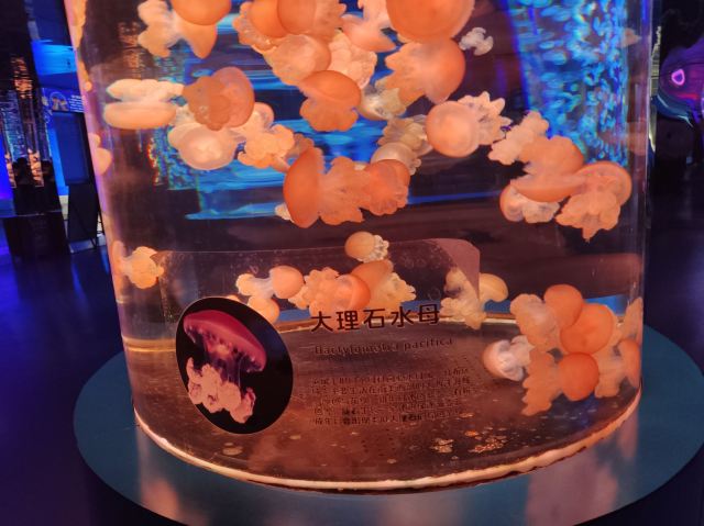 昆明海趣花都海洋世界旅行图片 2
