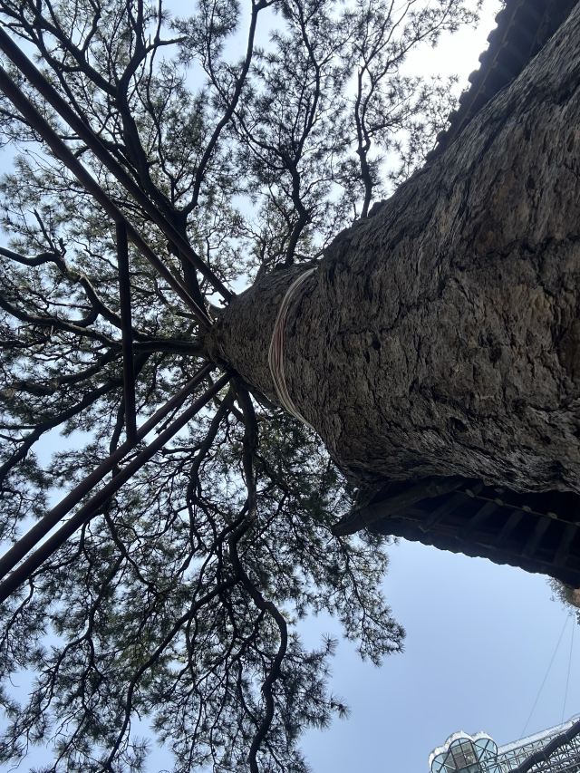 藏山旅游风景区旅行图片 4