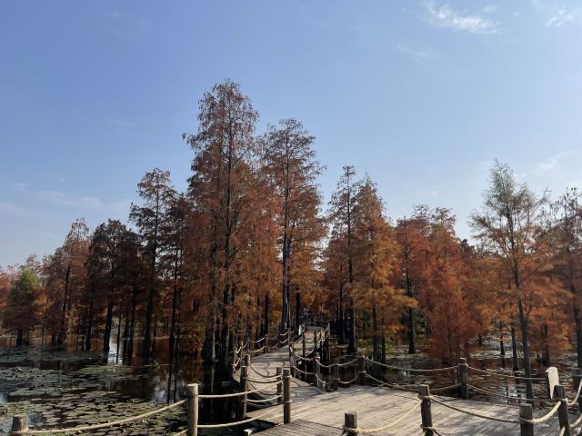 池杉湖国家湿地公园旅行图片 4
