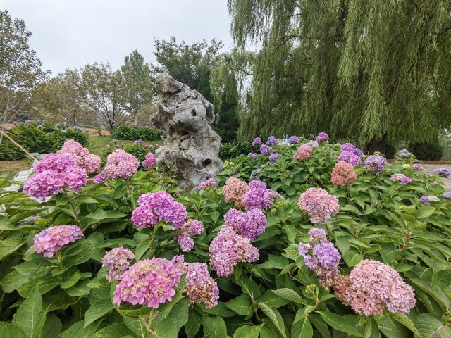 大连英歌石植物园旅行图片 1