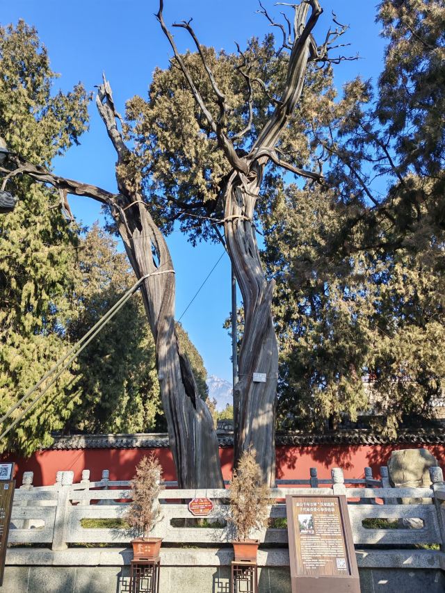 岱庙旅行图片 2