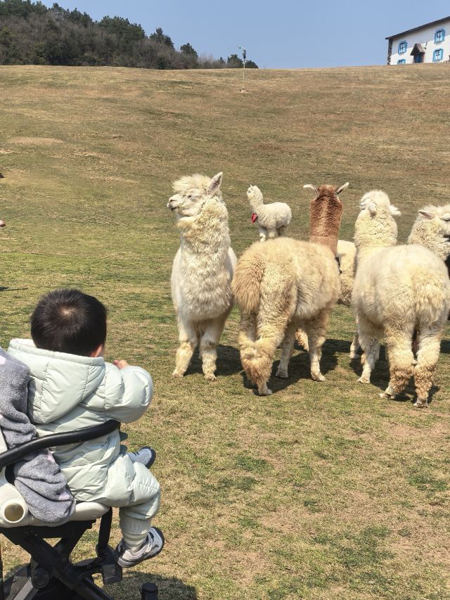 贵州·羊驼小镇旅游景区旅行图片 4