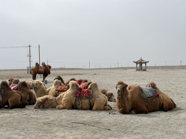 嘉峪关白鹿仓(关城里)十二生肖广场旅行图片 2