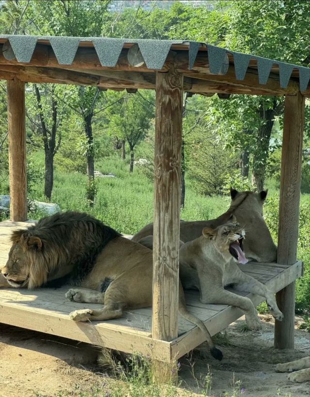 太原动物园旅行图片 3