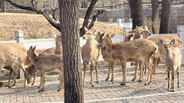 北京野生动物园旅行图片 4