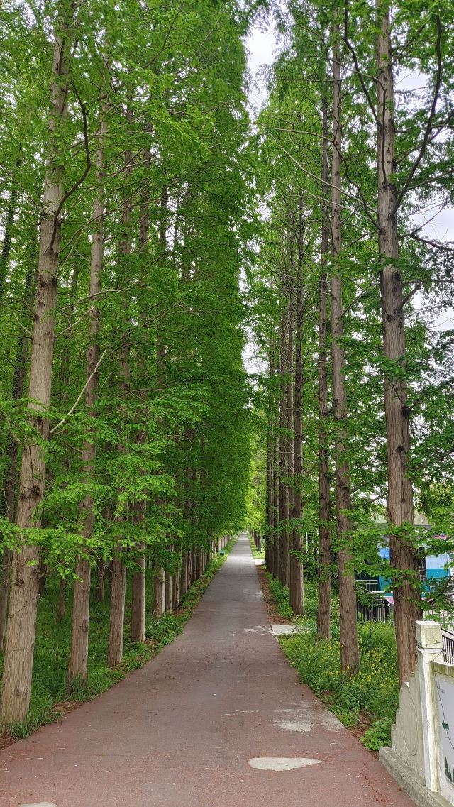 金湖水上森林景区旅行图片 1