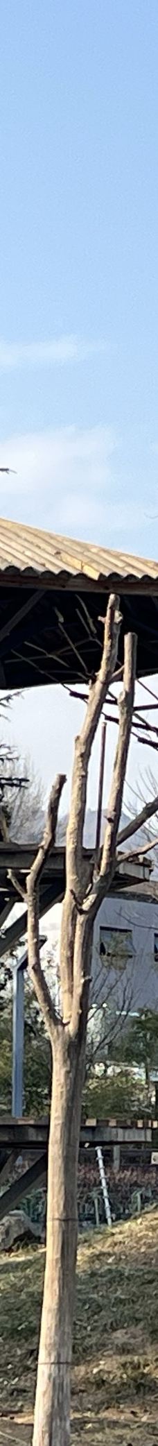 秦岭四宝科学公园-周至-会飞的鱼静静