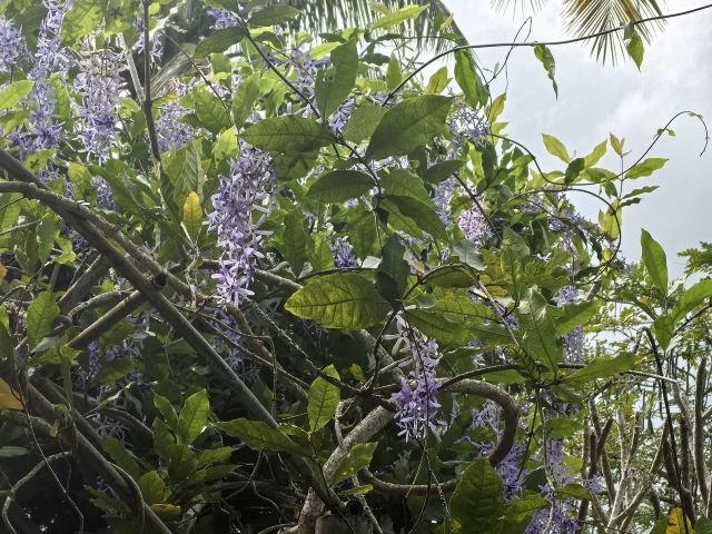 兴隆热带植物园旅行图片 1