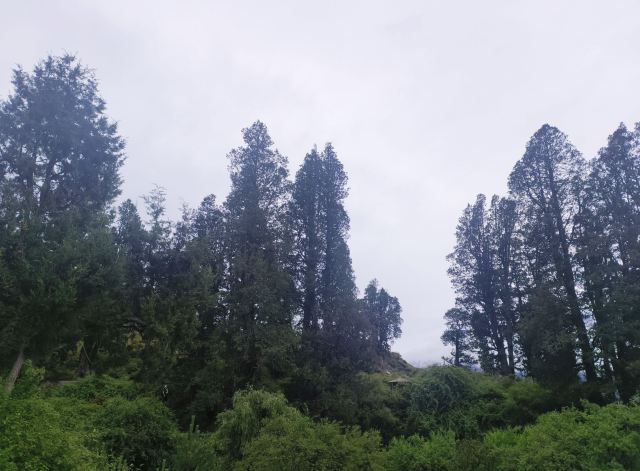 世界柏树王园林风景区旅行图片 6