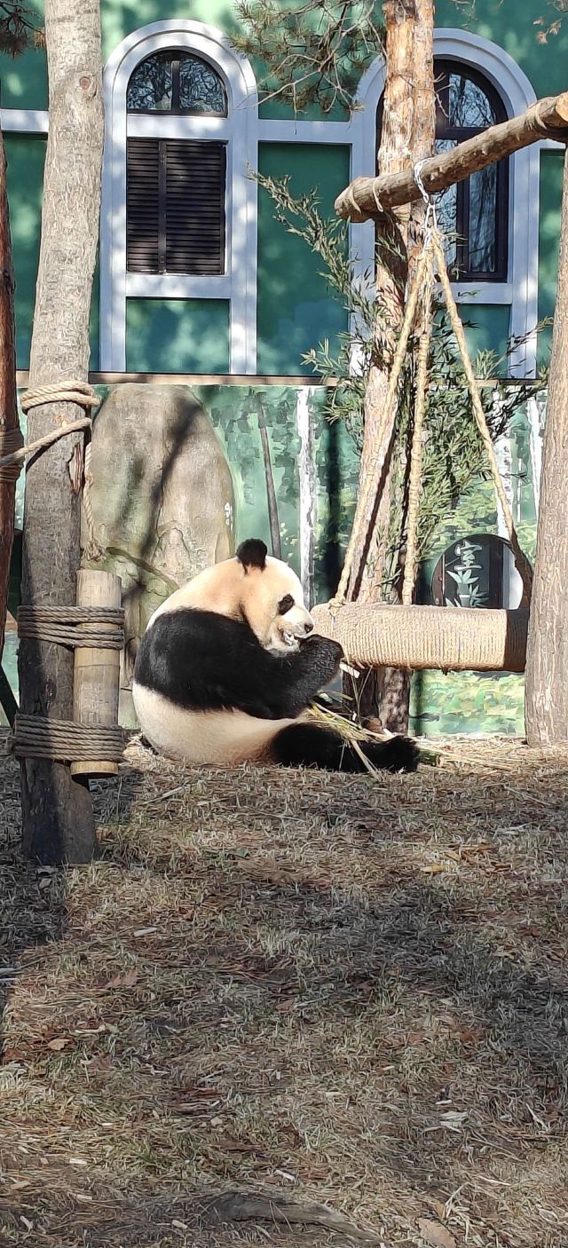 太阳岛大熊猫馆旅行图片 8