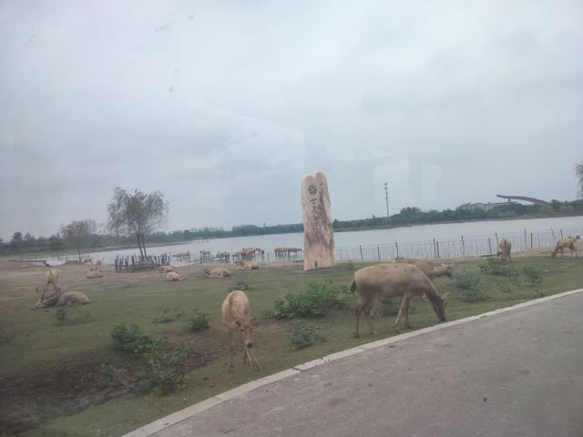 中华麋鹿园旅行图片 3