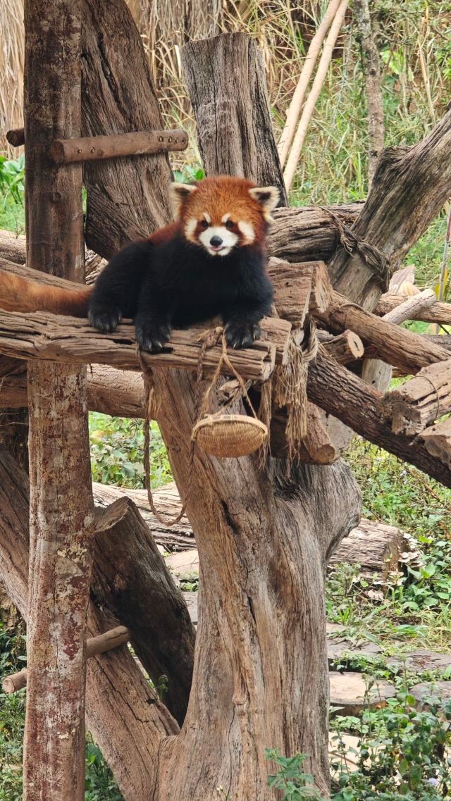 普洱太阳河森林公园旅行图片 6