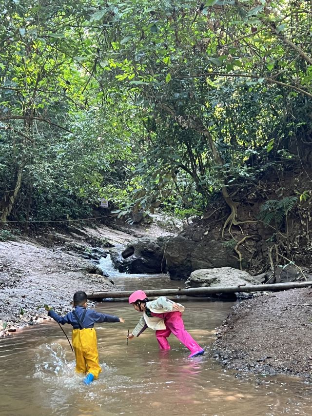 基诺山雨林徒步旅行图片 6