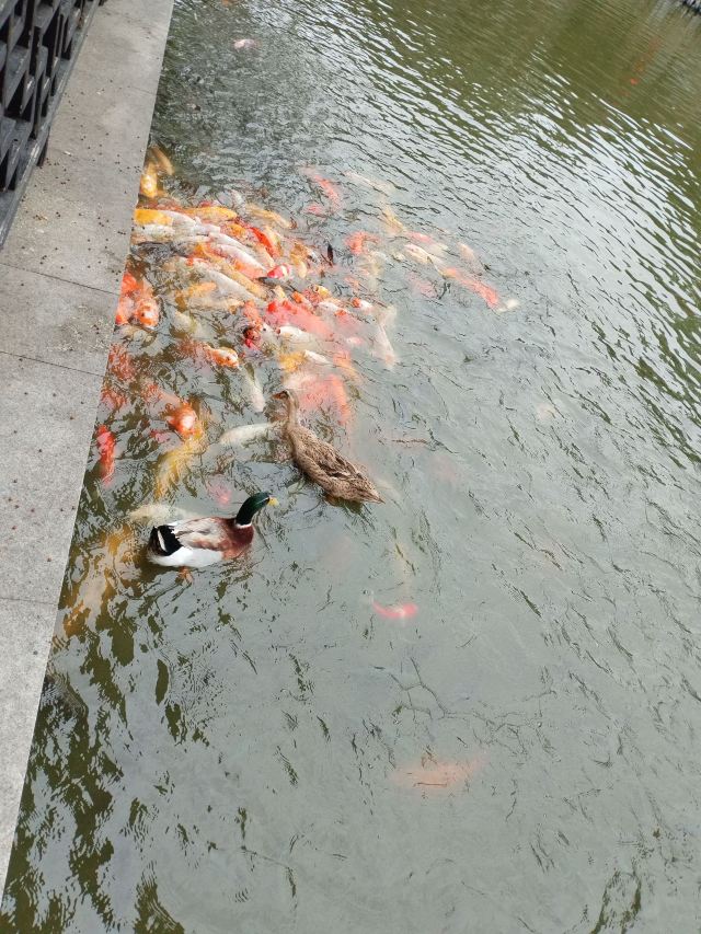 中山詹园旅行图片 1
