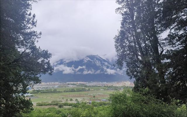 世界柏树王园林风景区旅行图片 3