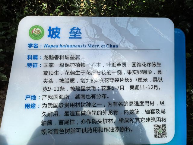 海南热带植物园旅行图片 7