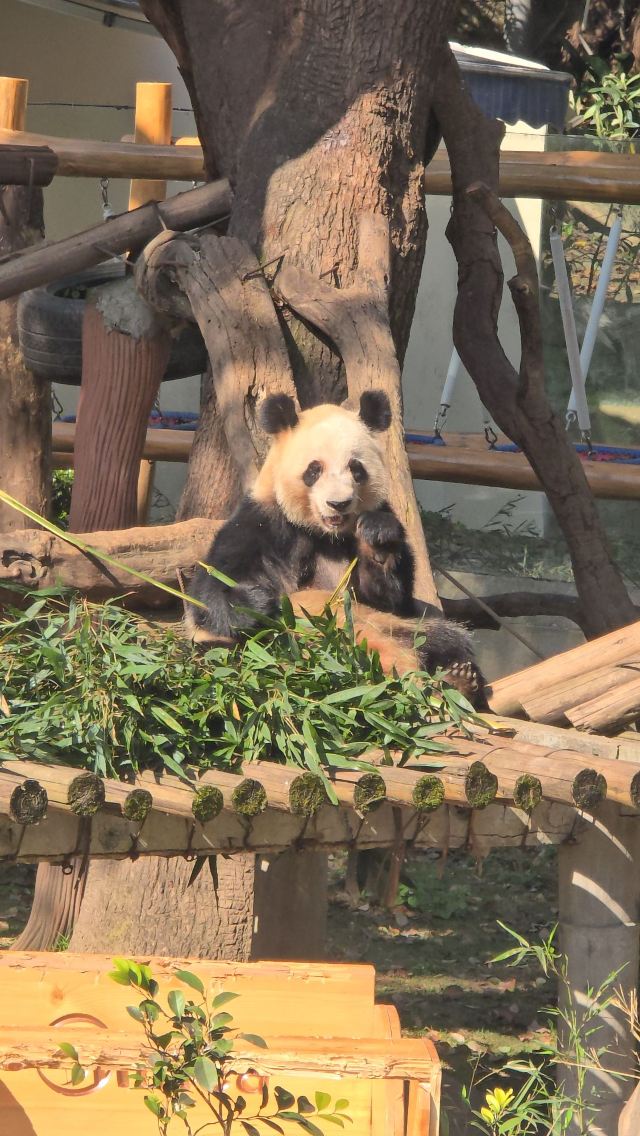 重庆动物园旅行图片 8