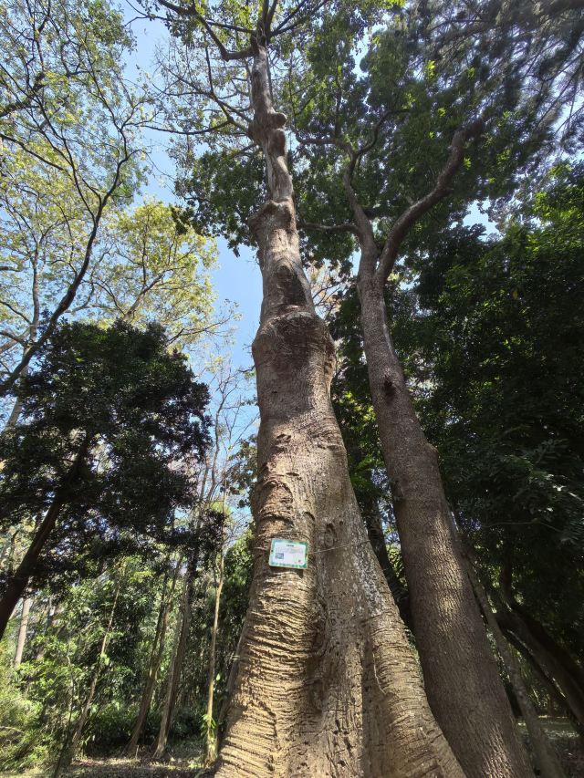 海南热带植物园旅行图片 3