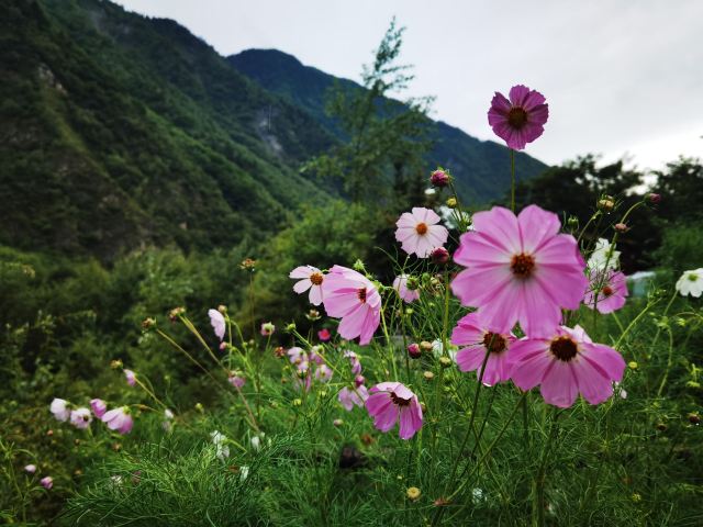 叠溪松坪沟景区旅行图片 8