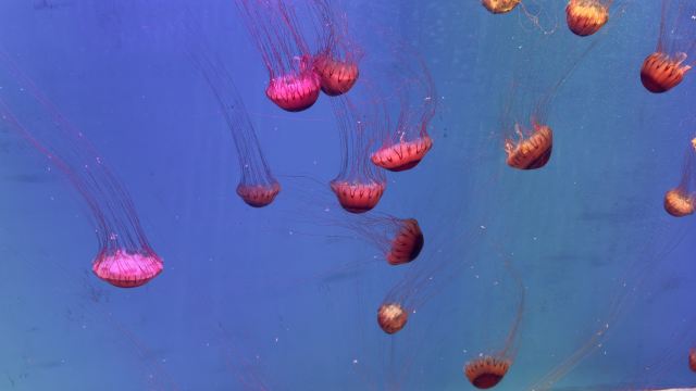昆明海趣花都海洋世界旅行图片 5