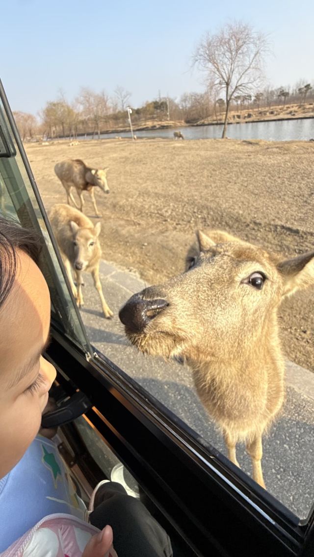中华麋鹿园旅行图片 2
