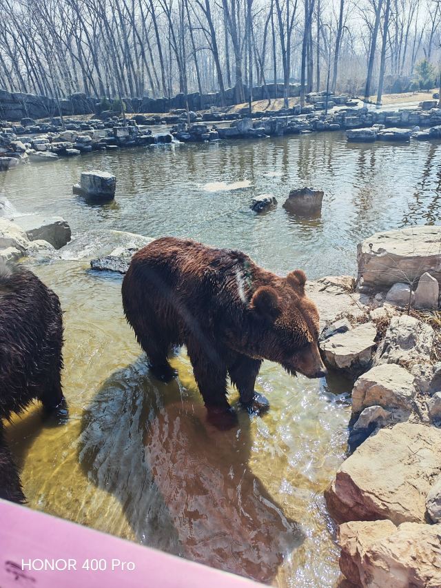 北京野生动物园旅行图片 3