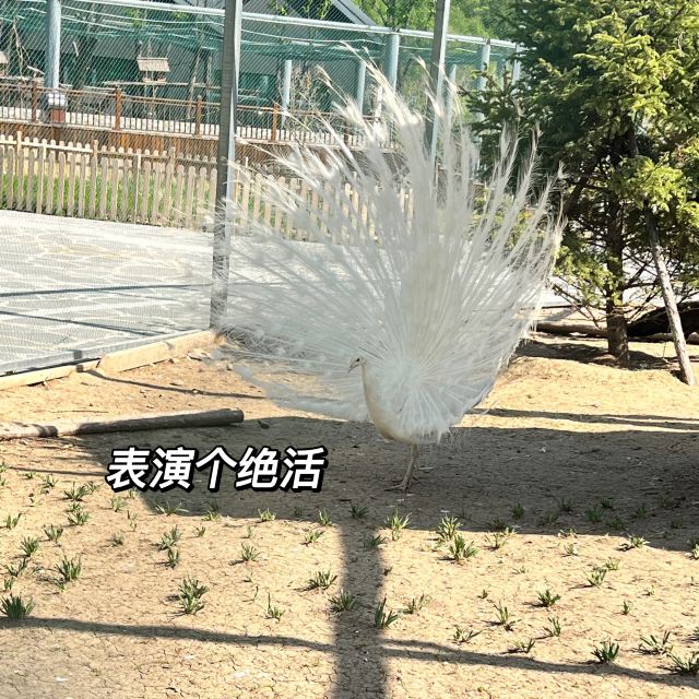 牡丹江珍稀动物园旅行图片 10