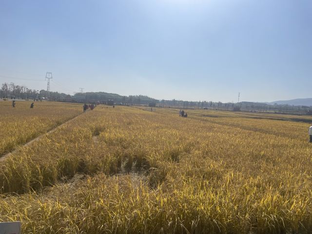 太原康培稻田公园旅行图片 2