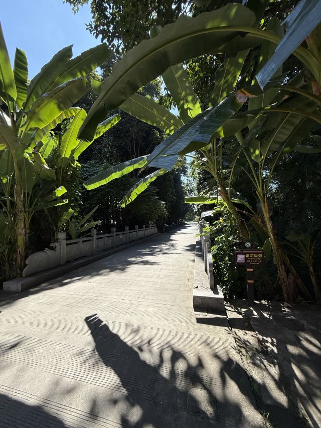 西双版纳南药园旅行图片 6