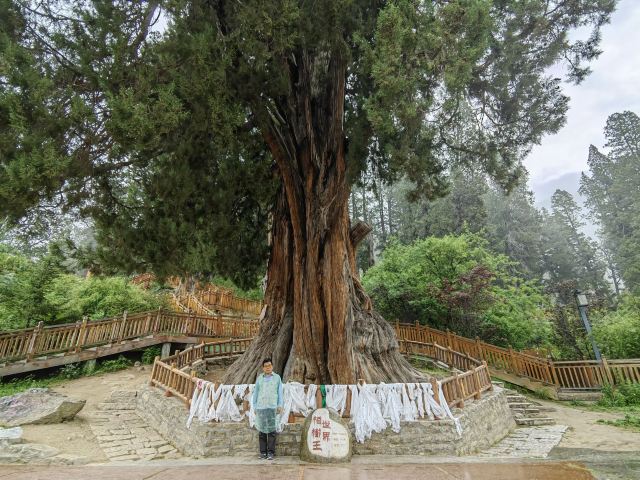 世界柏树王园林风景区旅行图片 1