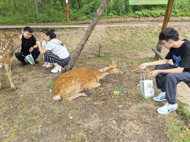 飞泷金山鹿苑旅行图片 1