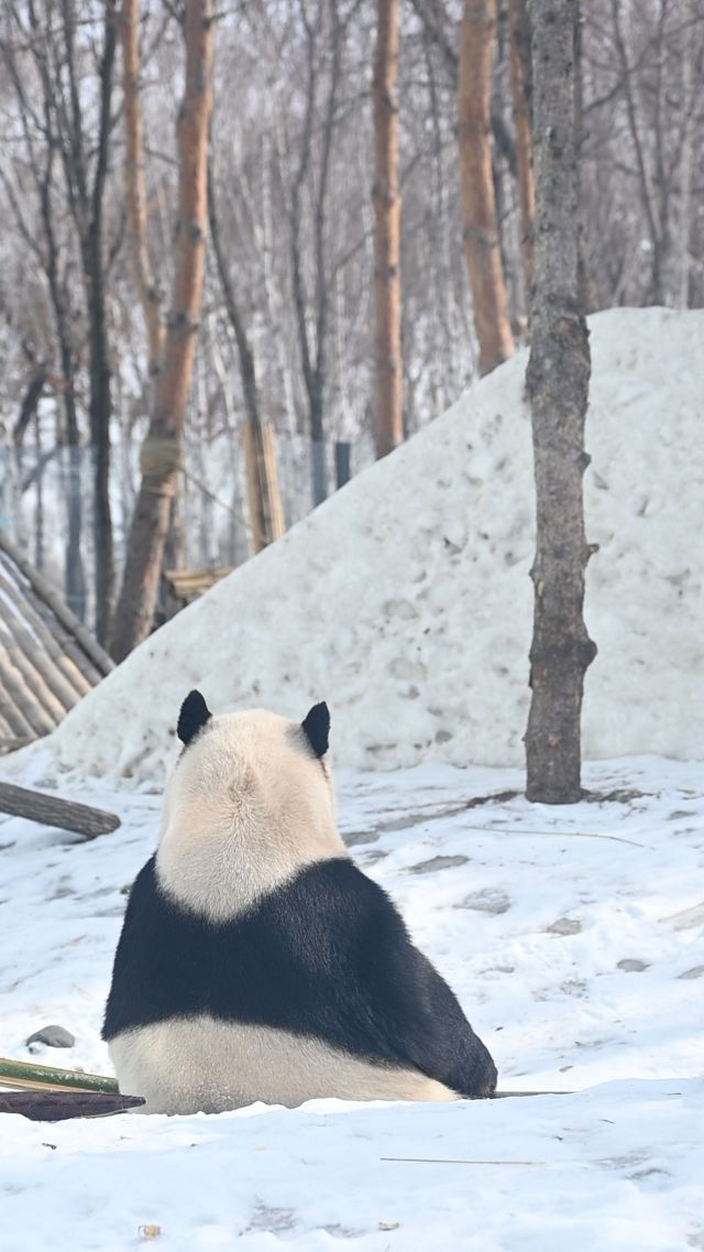 太阳岛大熊猫馆旅行图片 6