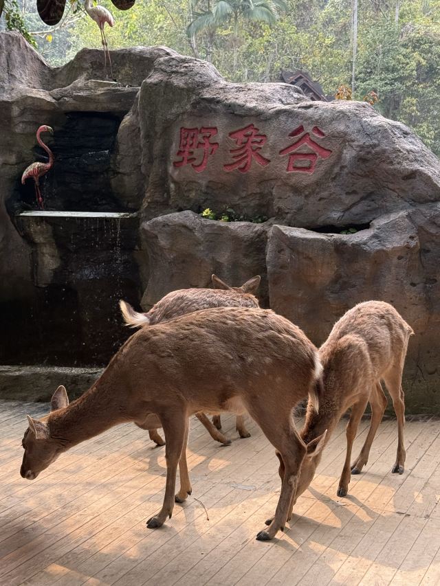 野象谷景区旅行图片 3