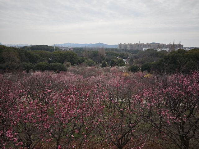 荣氏梅园旅行图片 3
