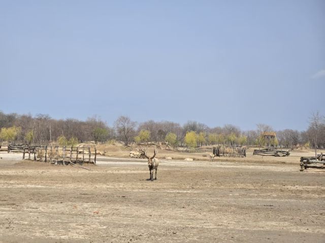 中华麋鹿园旅行图片 3