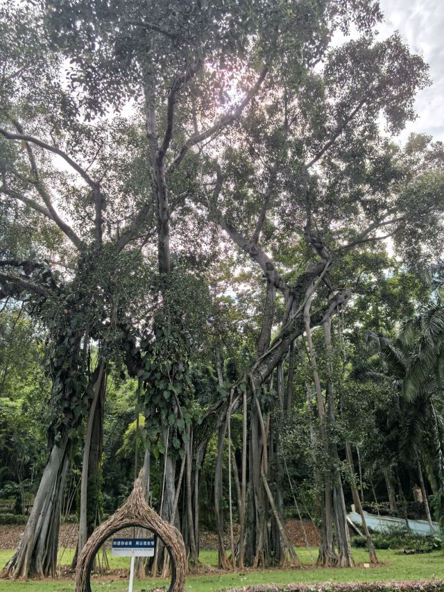 西双版纳独树成林景区旅行图片 3