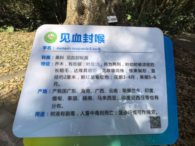 海南热带植物园旅行图片 4