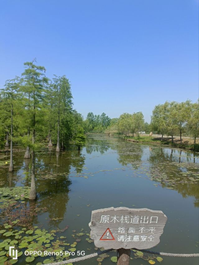 池杉湖国家湿地公园旅行图片 1
