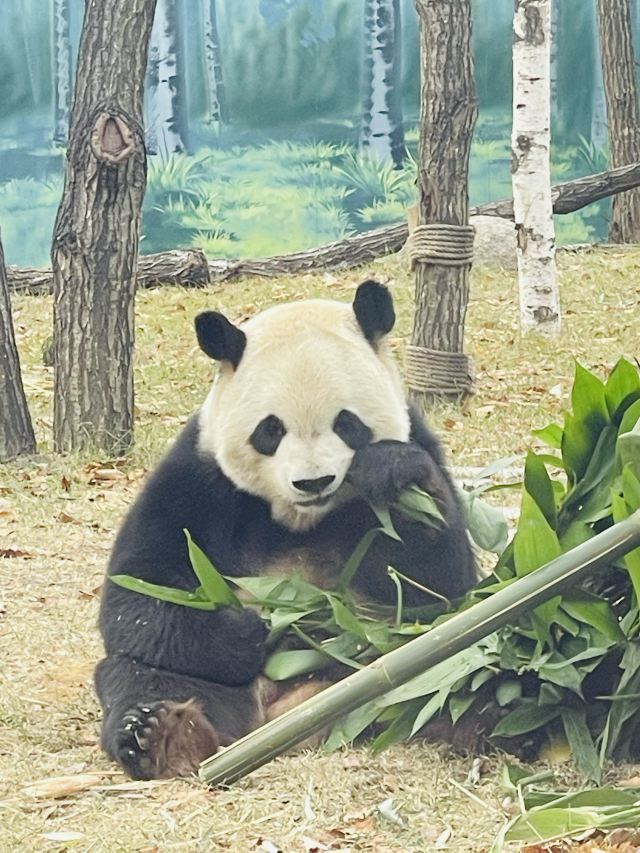 太阳岛大熊猫馆旅行图片 1