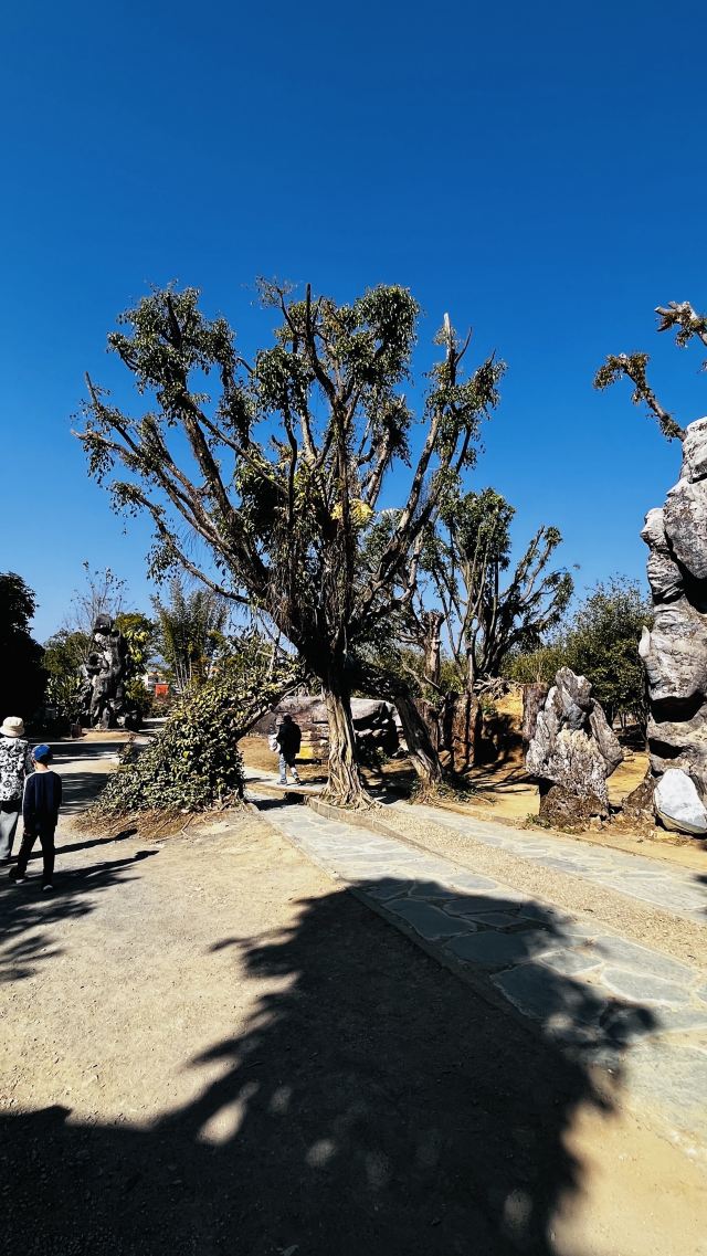勐巴娜西珍奇园旅行图片 3