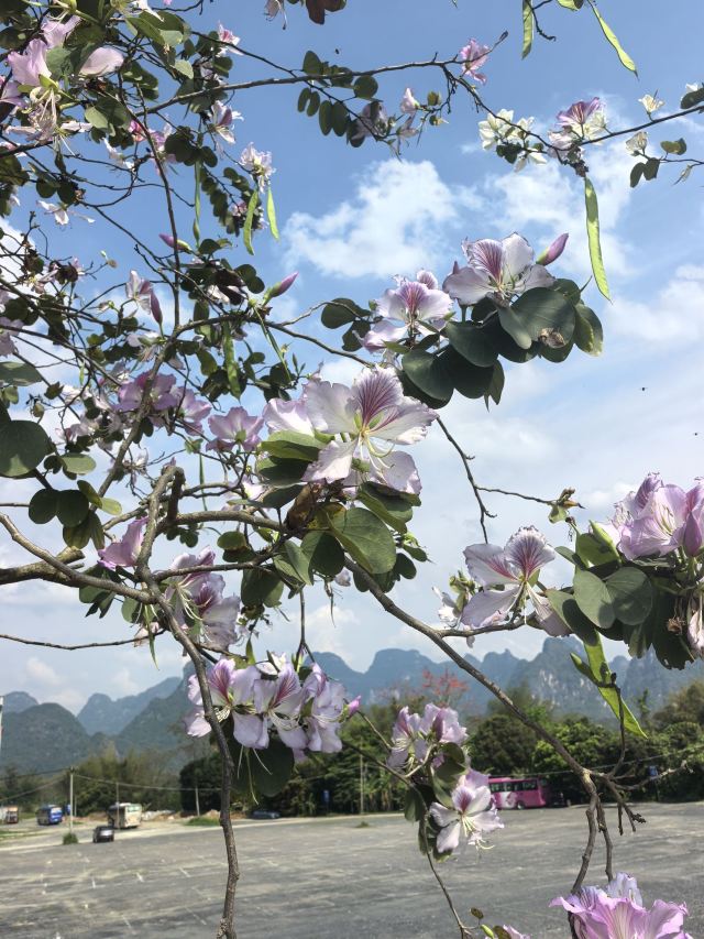 峒那屿湾旅行图片 5