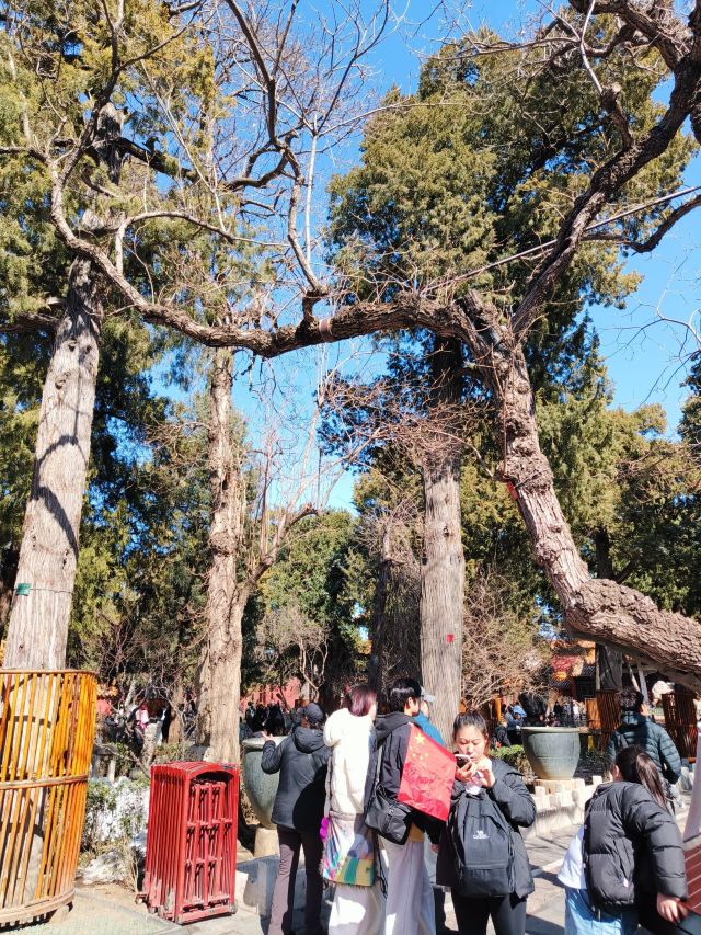 故宫博物院旅行图片 2