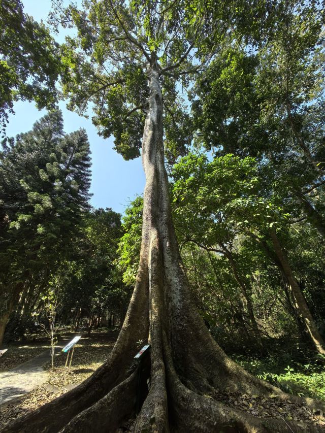 海南热带植物园旅行图片 3