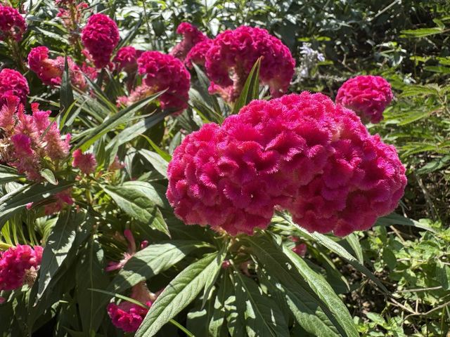 成都植物园旅行图片 3