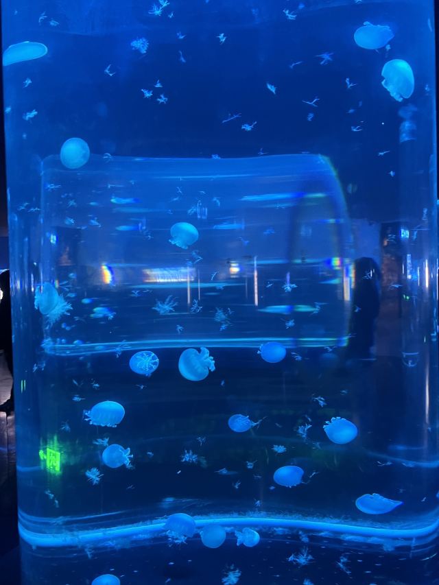 呼和浩特海洋馆旅行图片 1
